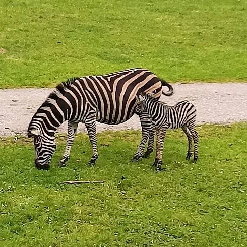“Celodenní výlet – Safari Dvůr Králové “ – MŠ nám. J. z Lobkovic