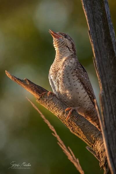 Šplhavci | Štěpán Mikulka | Wildlife fotograf