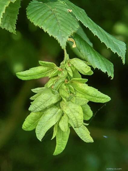 Habr obecný (Carpinus betulus)