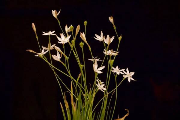 Hesperantha falcata