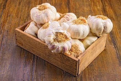 Close up of a wooden box on a table, filled with many freshly harvested garlic bulbs