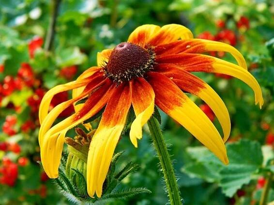 Rudbeckia jantar