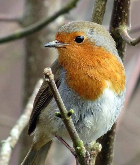What It Means When You See A Robin