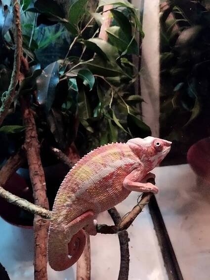 Chameleon pardáli | iFauna.cz