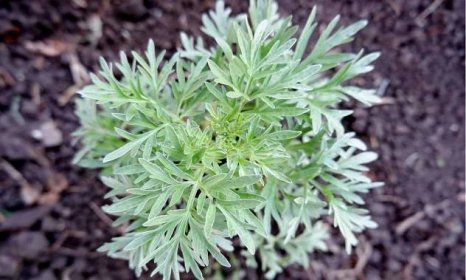 Mugwort vs Wormwood: Is There a Difference?
