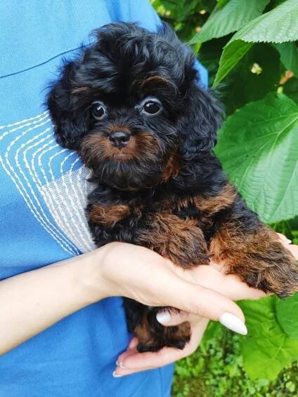 Maltipoo – vše, co potřebujete vědět o dospělém maltézském pudlovi