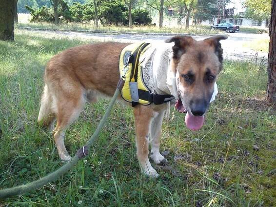 Psi k adopci z útulků, azylů a neziskových organizací