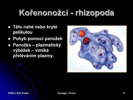 PPT - ZOOLOGIE PRVOCI - PROTOZOA PowerPoint Presentation, free download - ID:1056794