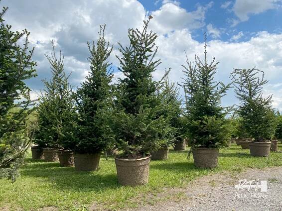 May Tree & Shrub NetAuction 2024 - RTI Auctions