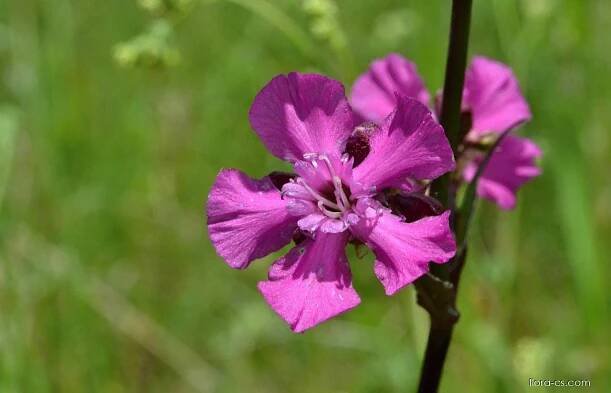 Smolnička obecná (Steris vistaria)