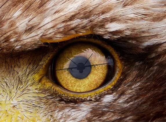 Close up of an eagle's eye with the reflection of an MQ-9 Reaper drone.