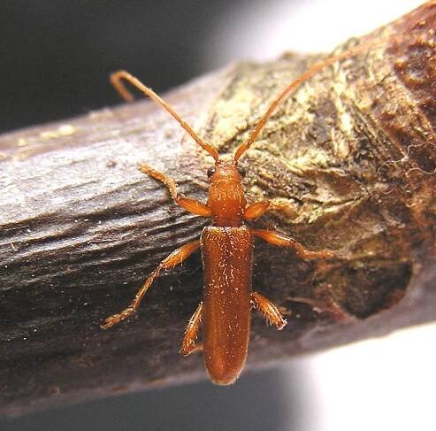 Axinopalpis gracilis (Krynicki, 1832)