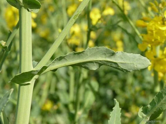 Brukev řepka (Brassica napus), listy