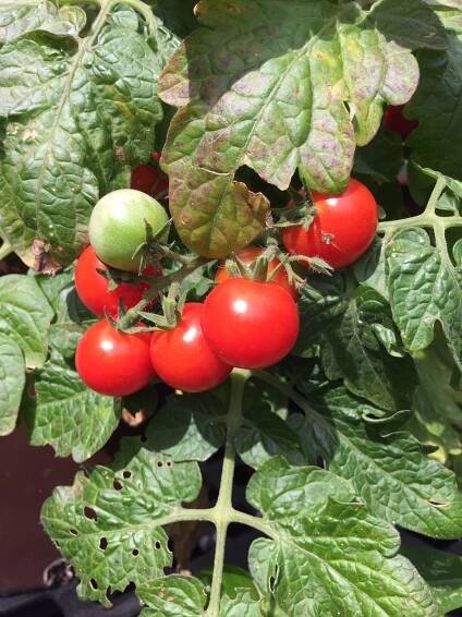 Tomato Vilma Microdwarf (my pic)