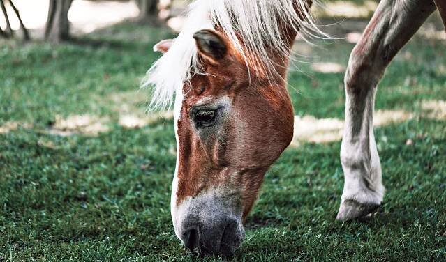 pferd-im-alter_content_04