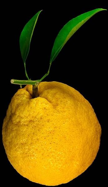 Amanatsu: Citrus natsudaidai