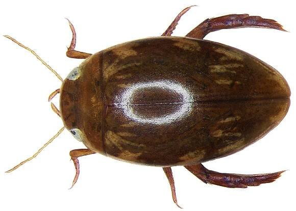 Laccophilus hyalinus