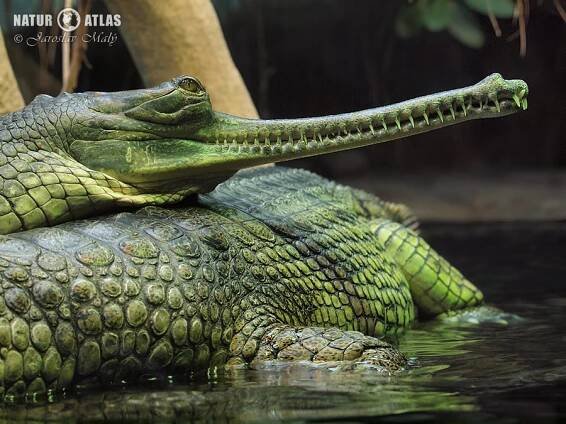 gaviál indický | NaturAtlas.cz