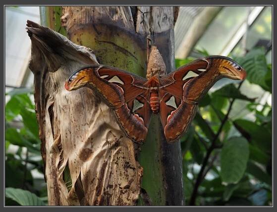 Botanická zahrada PřF MU, martináč Attacus atlas