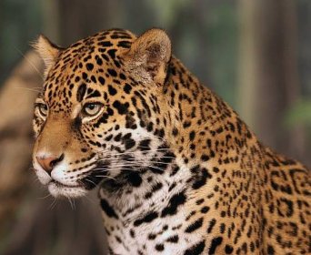Soubor:Jaguar head shot.jpg