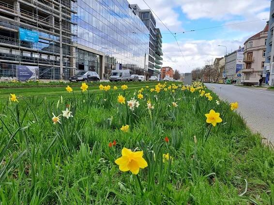 Šaliny mezi narcisy. Prohlédněte si kvetoucí tramvajový pás na Nových sadech