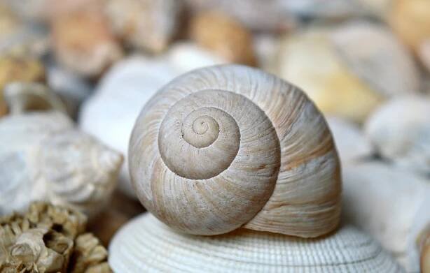 Měkkýši Měkkýš Lastura Shell - Fotografie zdarma na Pixabay
