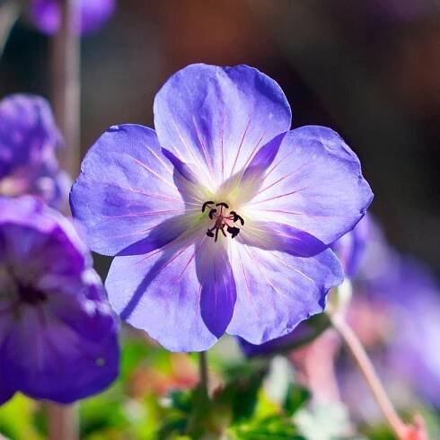 Geranium Rozanne®
