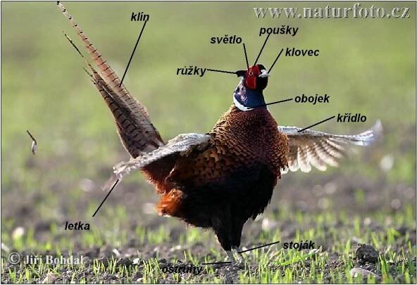 Myslivecká mluva :: Myslivecký spolek České Meziříčí