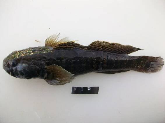 Caffrogobius nudiceps – Wikipedie