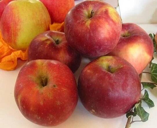 Jabloň zimní 'Spartan' - Malus domestica 'Spartan', Prostokořenná rostlina zákrsek