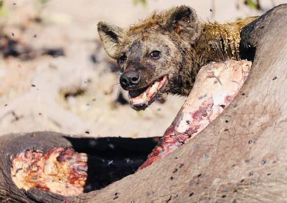 Great Plains Safari Sightings July 2025 Botswana Selinda Explorers Camp Hyena