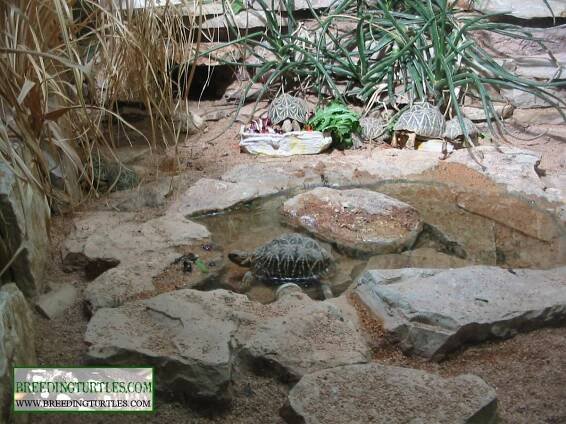 BREEDING TURTLES - Zoologica de Cali