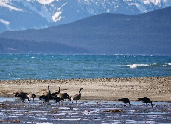 Canada Geese | Walking with Aki