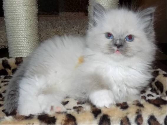 Angelheart Ragdolls litters of available ragdoll kittens - Angelheart Ragdolls