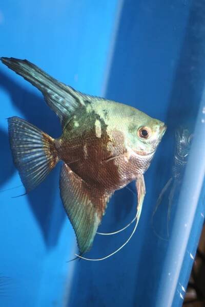 Shop | Live Rare Angelfish For Sale - Angelmania