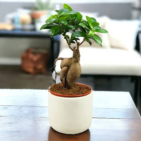 Fikus Bonsai Ficus Ginseng w białej osłonce stojący na drewnianym stole