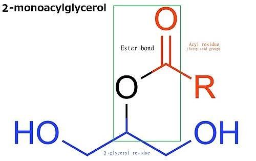 Monoacylglycerol – Wikipedie