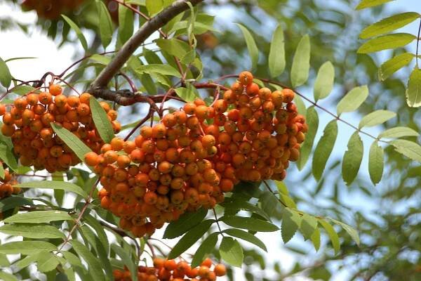Sorbus aucuparia var. edulis