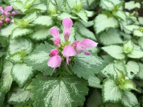 Hluchavka škvrnitá (Lamium maculatum)