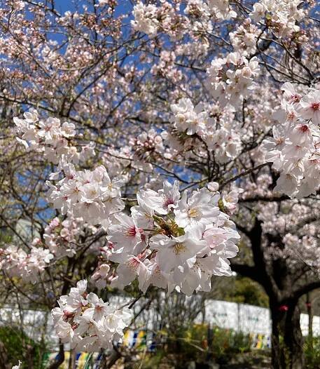 It’s time for Hanami - apts.jp Tokyo Life Blog
