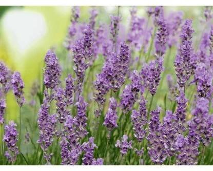 Levandule lékařská (Levandula angustifolia) pr. květináče cca 15 cm nakoupit u OBI