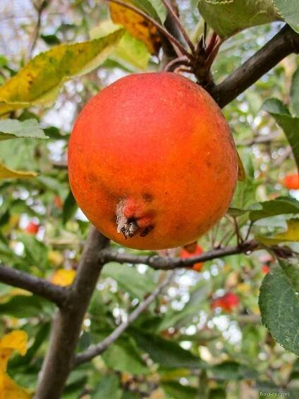 Jabloň zakrslá (Malus pumila)