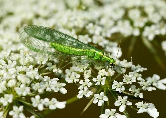 Slunéčko = vášeň, zlatoočky = poesie a něha (Foto: Shutterstock)
