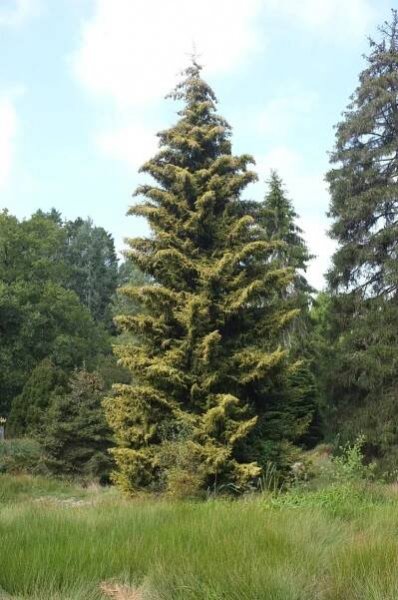 Picea orientalis 'Skylands'