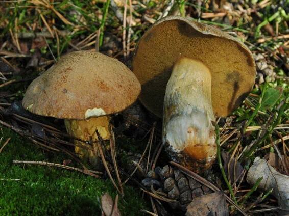 Obrázek - Suillus variegatus (klouzek strakoš) | BioLib.cz