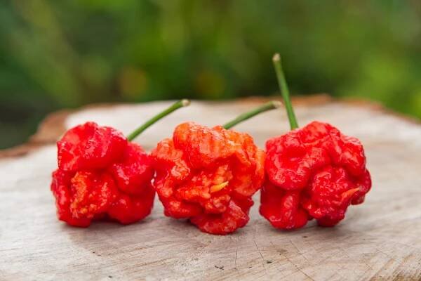 Dragon's Breath Stinger | Chilli semena | Chilli semena | Chilli semínka | Chilli omáčky | GOROL CHILLI
