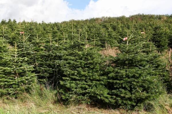 Jedle kavkazská (Abies nordmanniana) - Naturhelp.cz