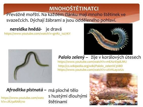PPT - KROUŽKOVCI PowerPoint Presentation, free download - ID:1995855