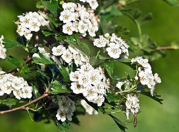 Hawthorn