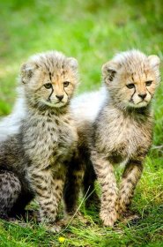 Bezplatný obrázek: Gepard mláďata, zvířata